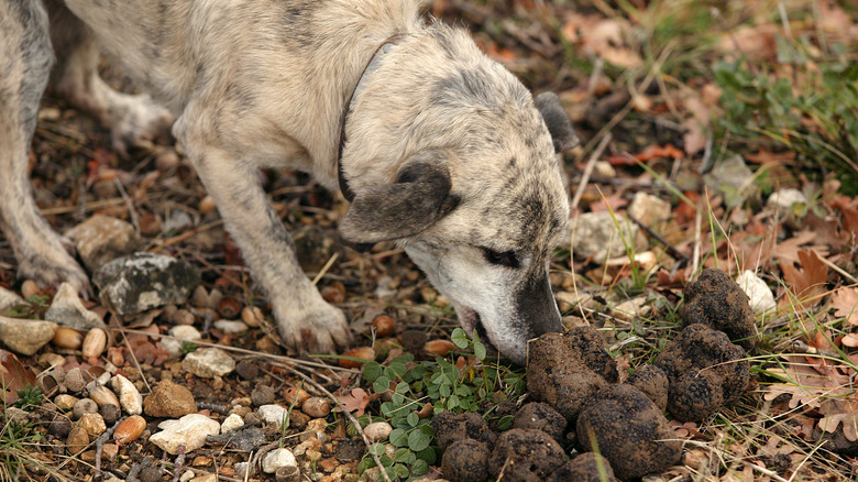 Dog with truffles