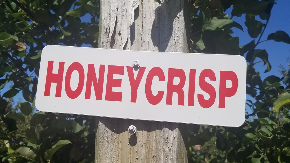 honeycrisp sign in an apple orchard