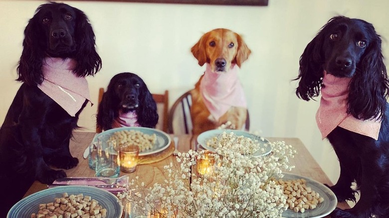 James Middleton's dog dinner party guests