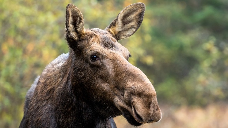 A moose in wilderness