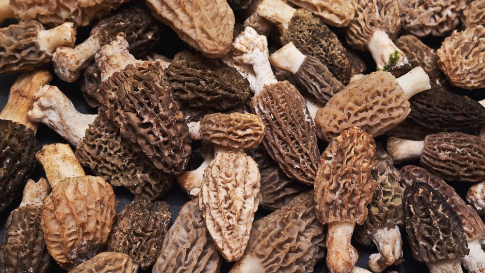 The Real Reason Morel Mushrooms Are So Expensive