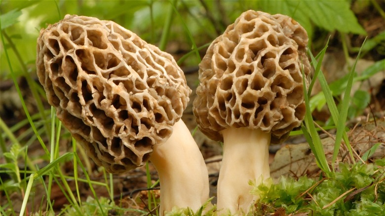 morel mushrooms in soil
