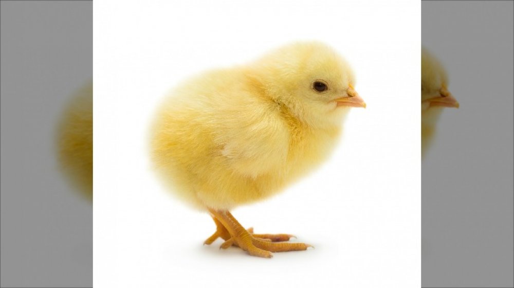 Baby chick