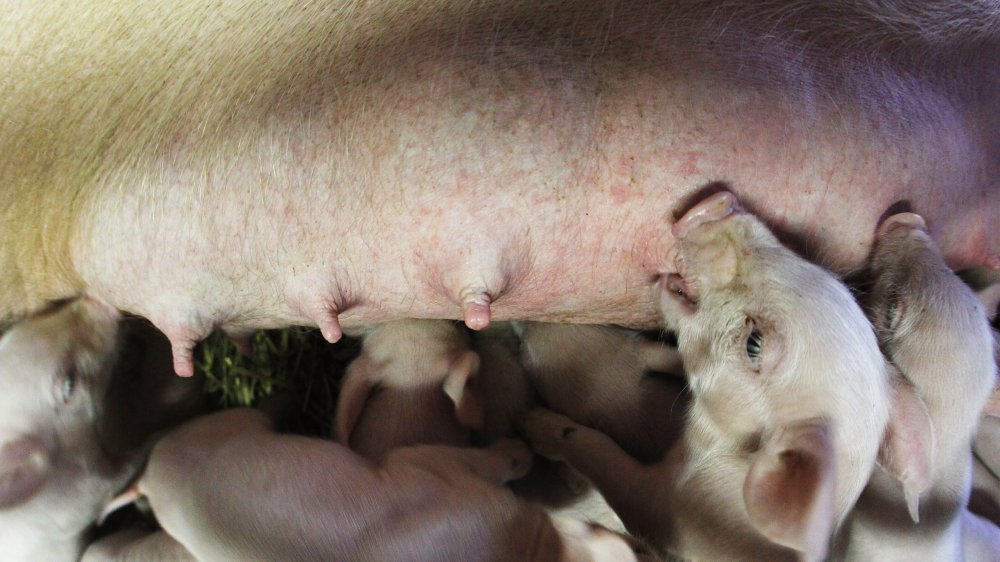 Pig being milked 