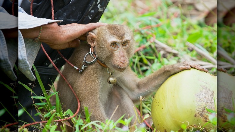 Monkey with coconut on coconut plantation