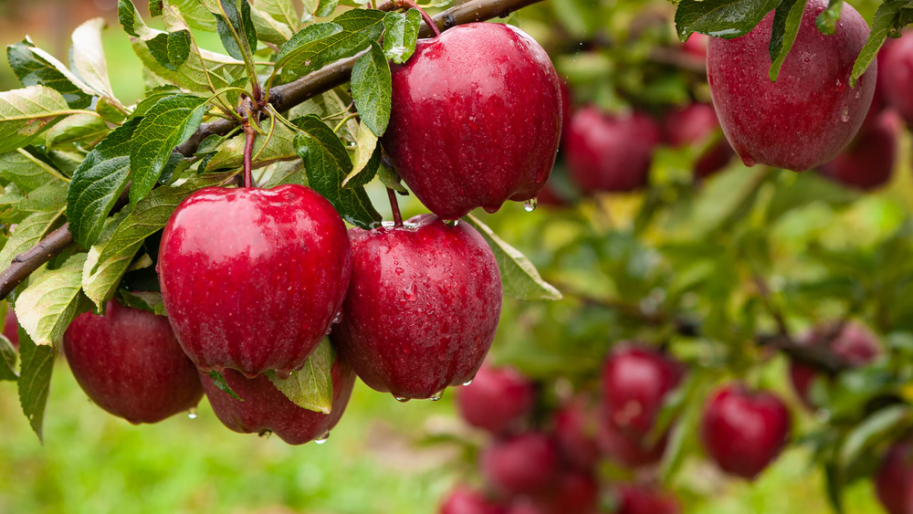 Omgivelser skræmt æggelederne The Real Reason Red Delicious Apples Aren't Actually Delicious At All