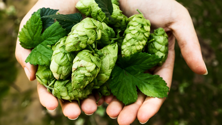 Hop cones