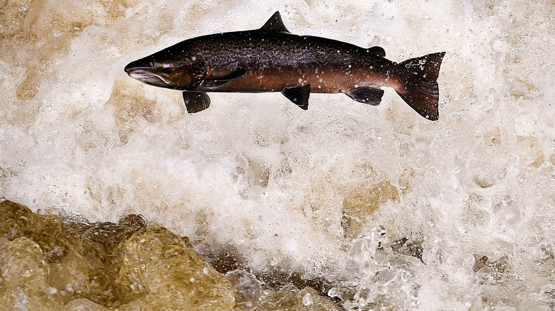 A salmon leaping upstream