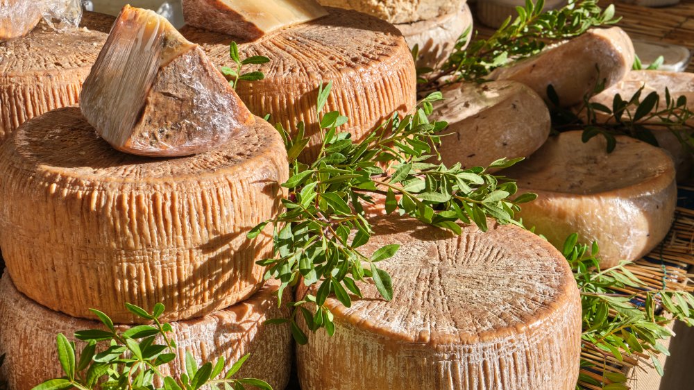 Casu marzu, maggot cheese