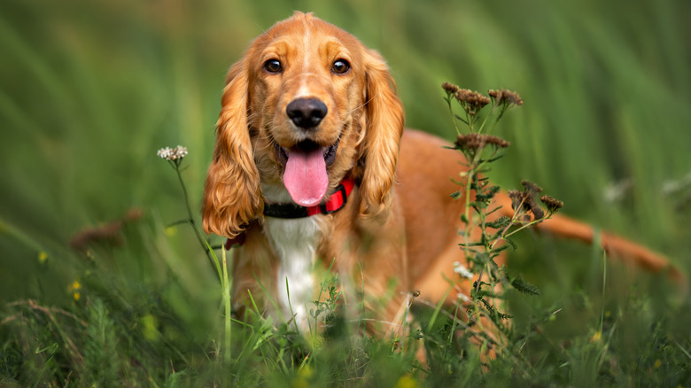 Light brown cocker spaniel