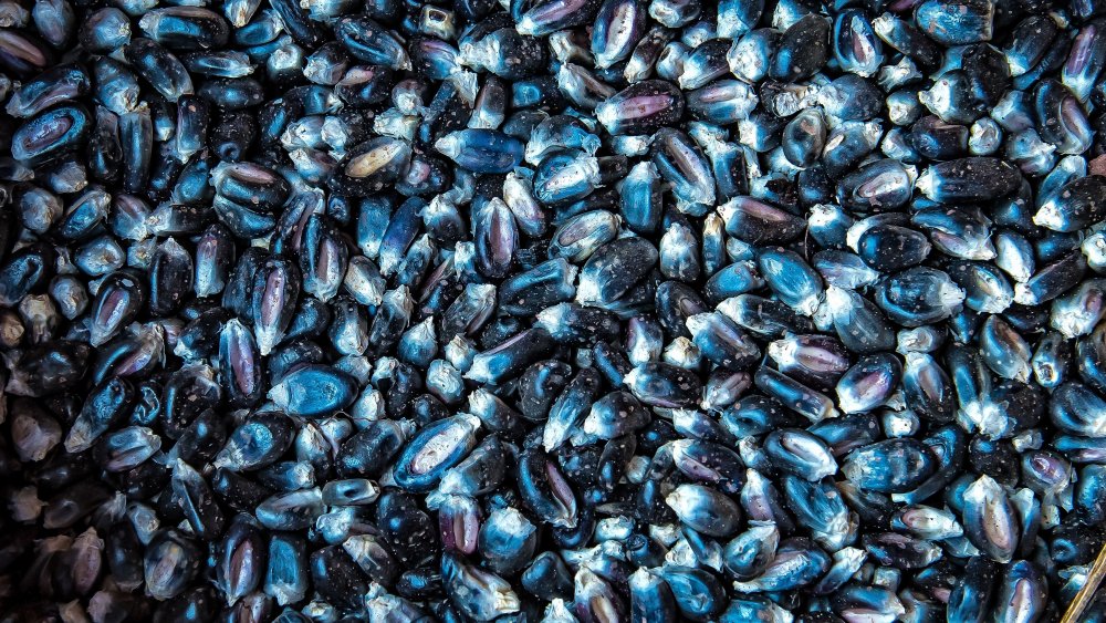 Blue corn kernels