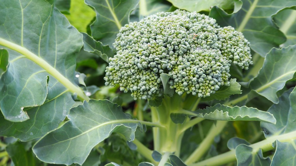 Blooming broccoli