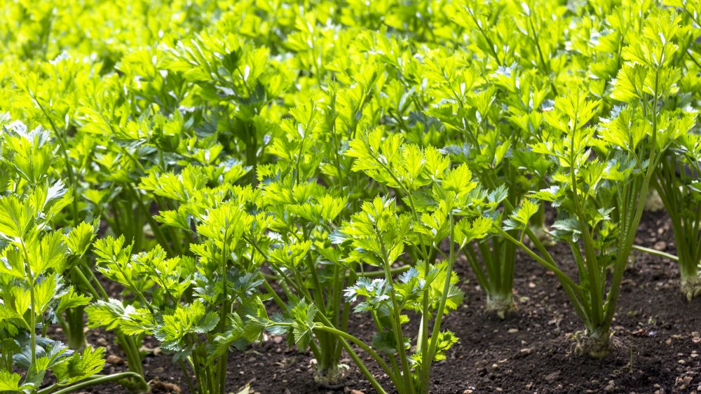 Celery growing