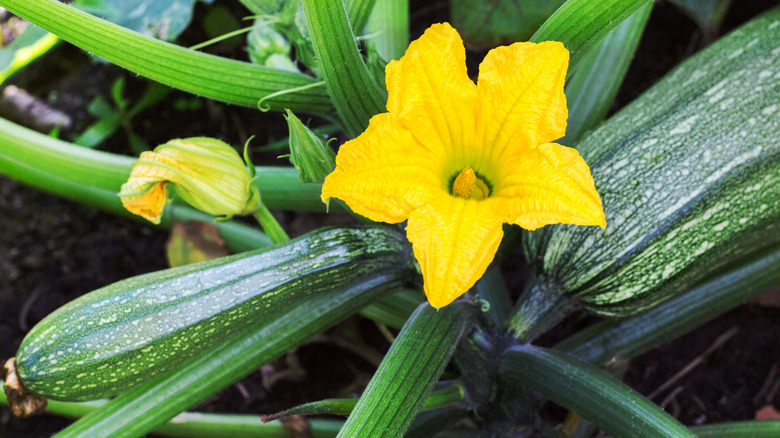zucchinis growing on the plant and yellow flower