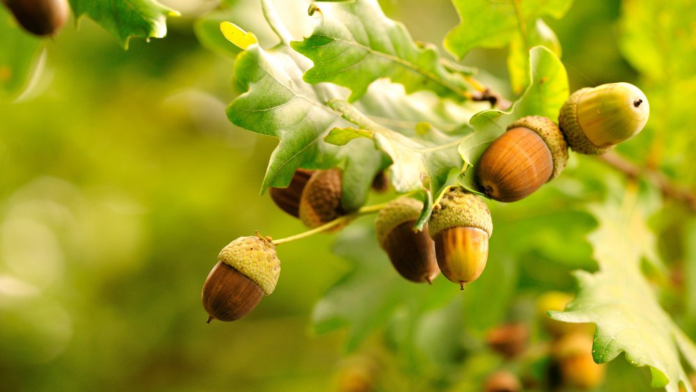 acorns