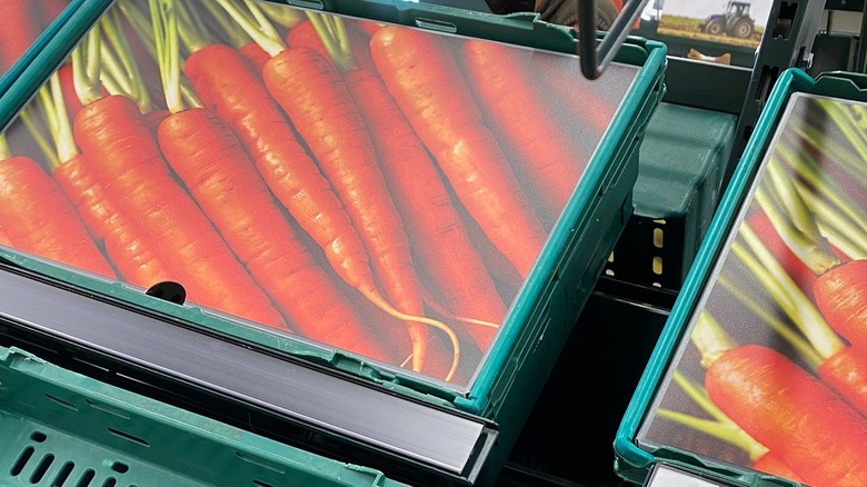 Carrot cardboard cutouts