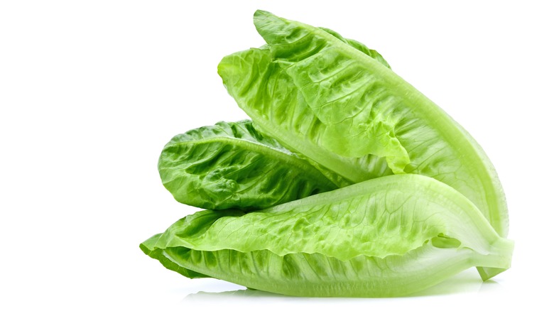 A head of romaine lettuce against a white background 