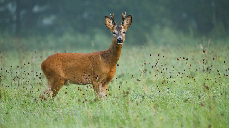 A deer in a meadow