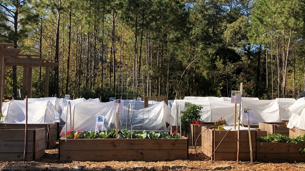 Free food forest in Atlanta