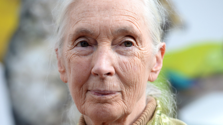 Jane Goodall at speaking engagement 