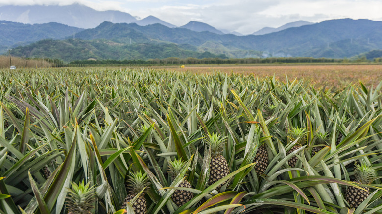 Pineapple plantation