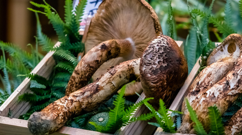 Matsutake mushrooms in Japanese market