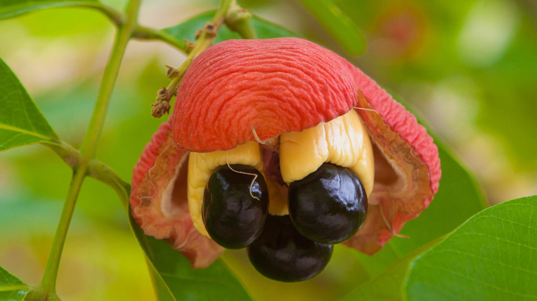 Naturally-opening ackee