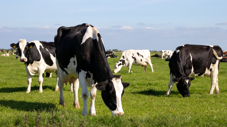 Cows grazing