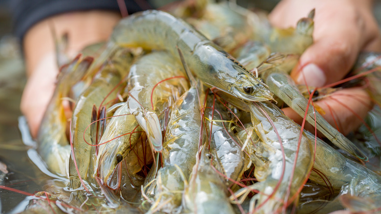 hands holding freshly caught shrimp