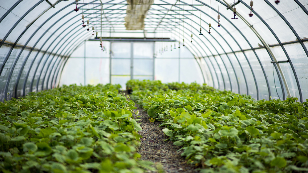 Wasabi plants in a greenhouse