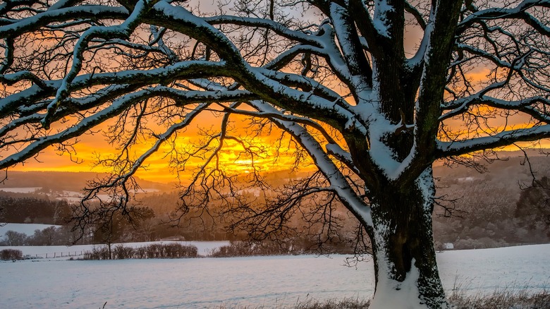 tree in field covered in snow