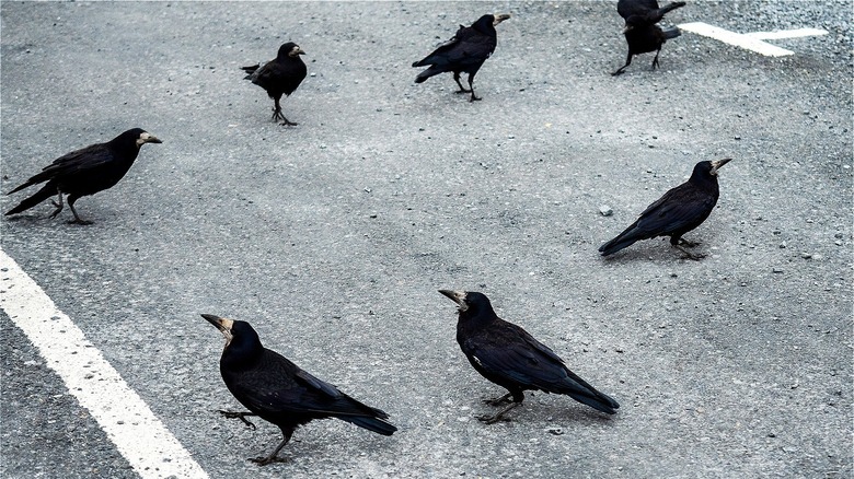 birds walking in circle