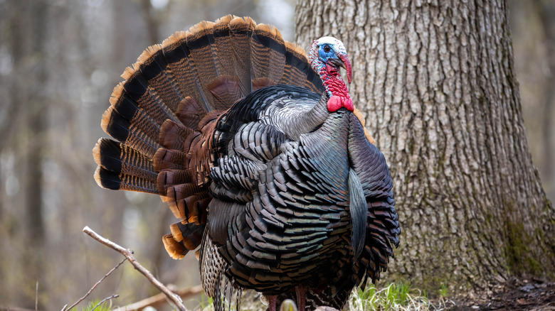 Live wild turkey