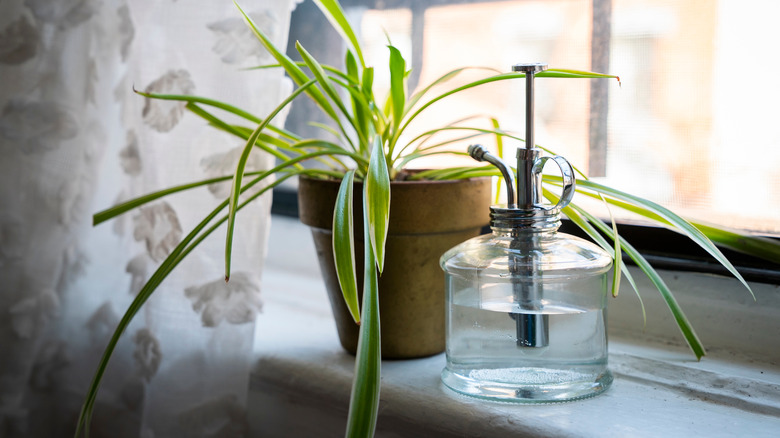 Spider plant on a window sill