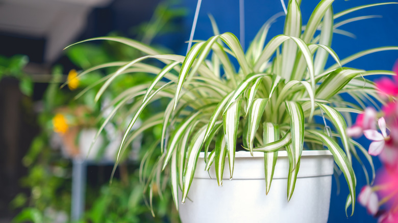 Spider plant hanging