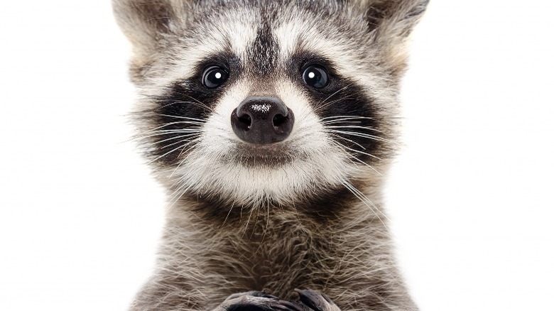 raccoon portrait