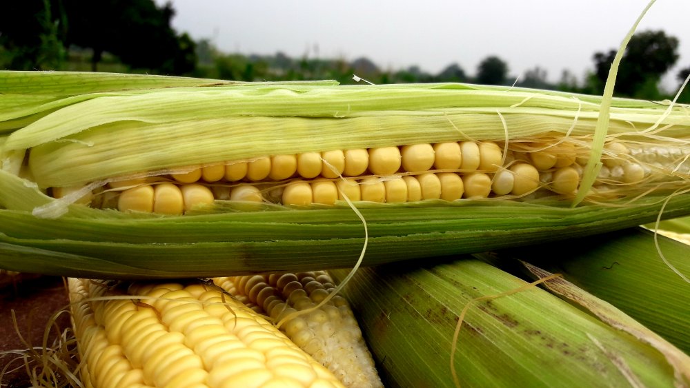 Corn cobs