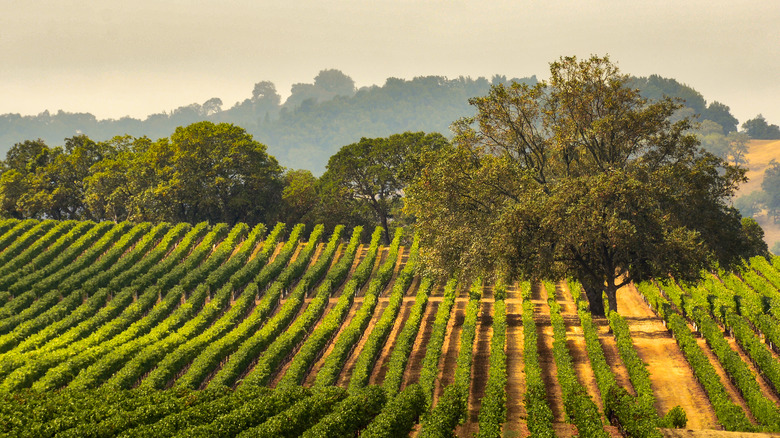 California wine country