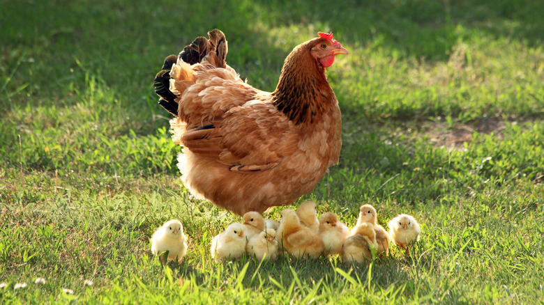 A hen with chicks