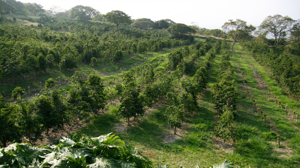 Hawaiian coffee farm