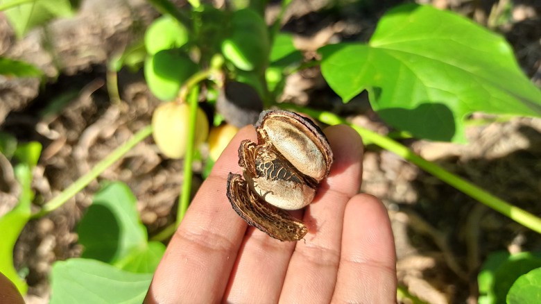 Jatropha nut