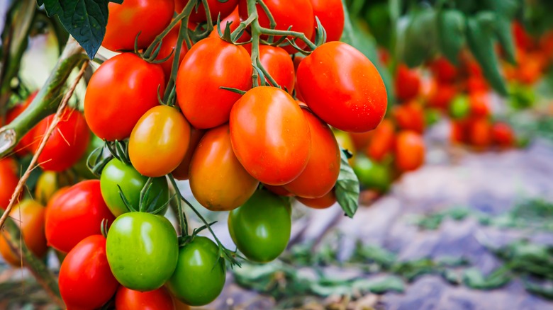 Red and green tomatoes on vine