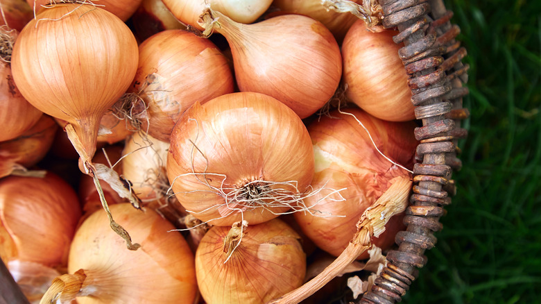 onions in basket