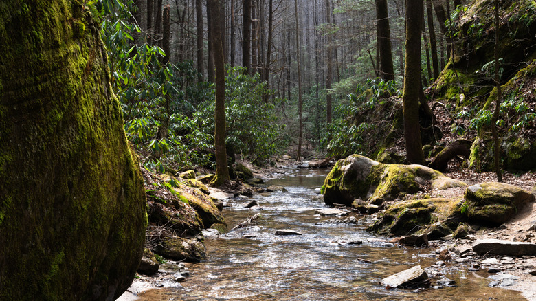 Kentucky river running through trees