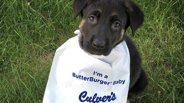 German Shepherd wearing Culver's bib