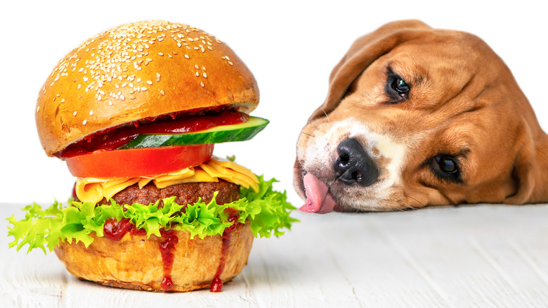 Dog looking hungry at burger