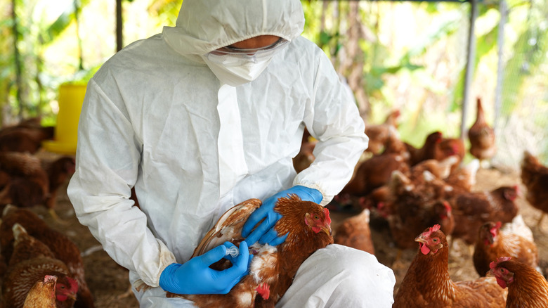 Vet vaccinating a chicken