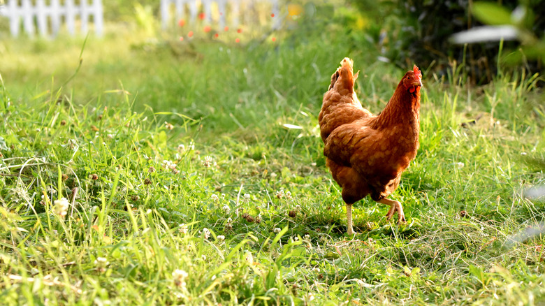 Chicken in grass