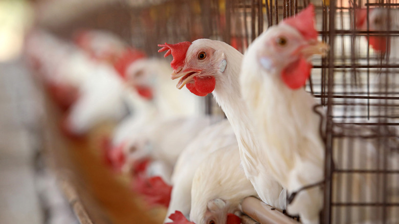 Chickens in cages