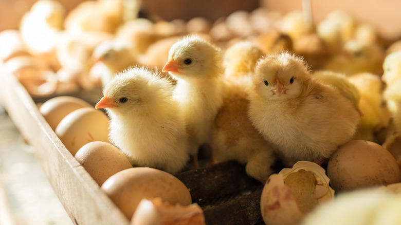 Hatched chickens